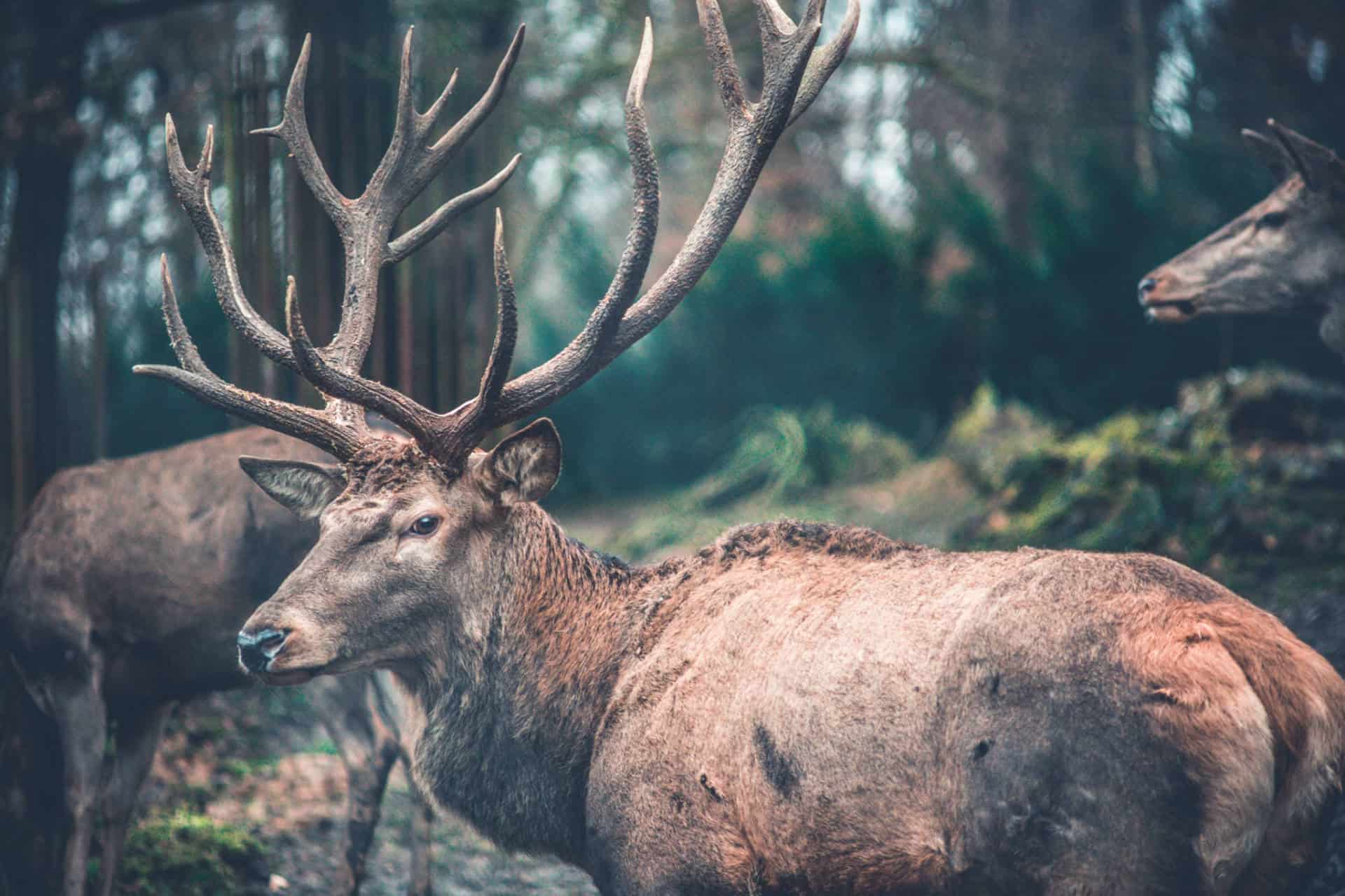 Gold Stag Insurance